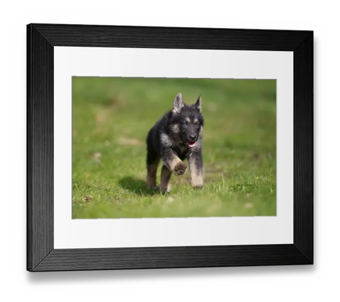 Framed Print : German shepherd domestic dog (Canis lupus familiaris) puppy
