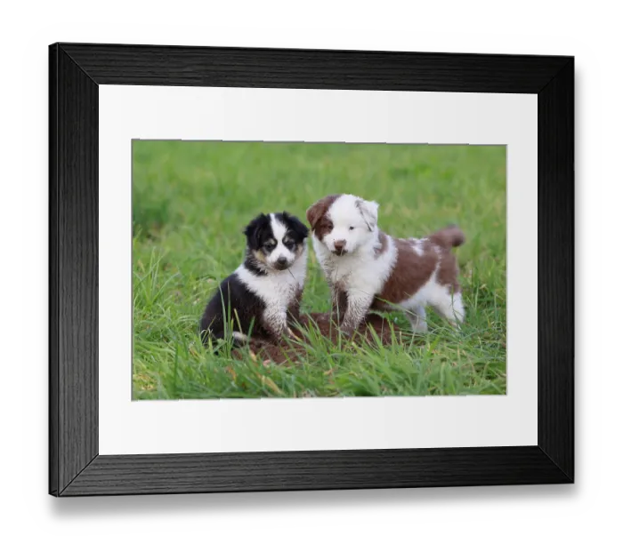 Framed Print : Miniature American Shepherd (Canis lupus familiaris) puppies
