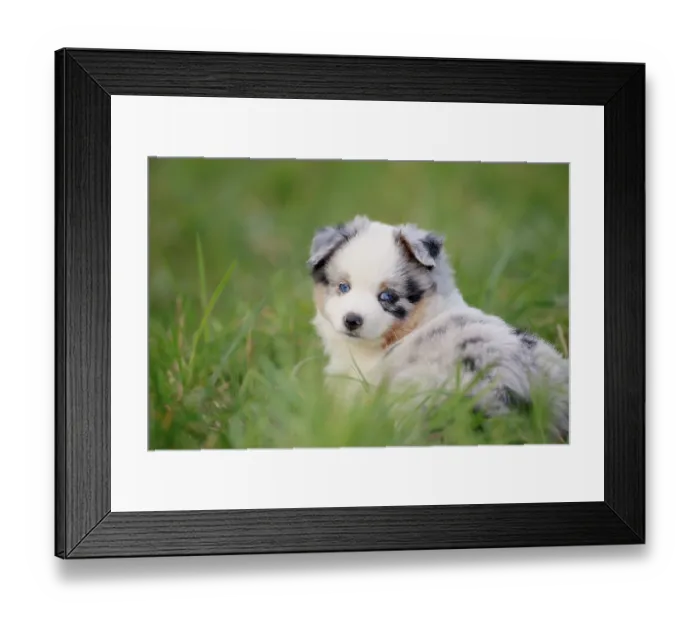 Framed Print : Miniature American Shepherd (Canis lupus familiaris) puppy