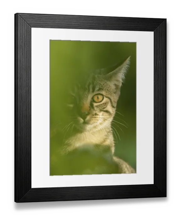 Framed Print : European domestic cat, portrait Framed Print : European domestic cat, portrait