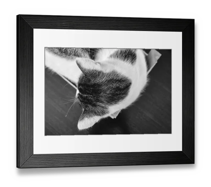 Framed Print : A domestic cat sleeps curled up in a wooden crate