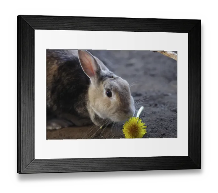 Framed Print : Close-up, domestic rabbit (Oryctolagus cuniculus forma domestica)
