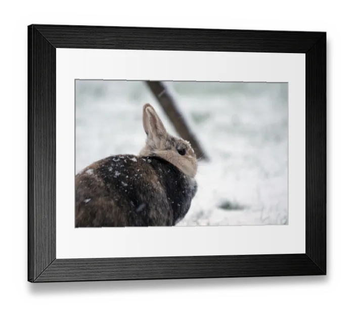 Framed Print : Rabbit (Oryctolagus cuniculus domestica)