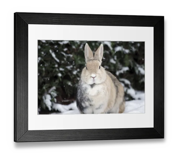 Framed Print : Rabbit (Oryctolagus cuniculus domestica)