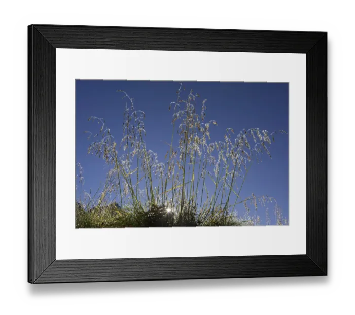 Framed Print : Grass covered with morning dew