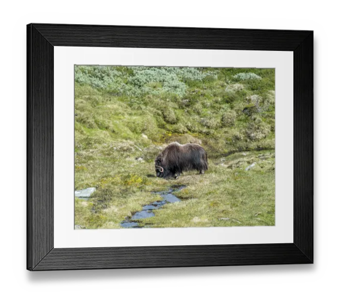 Framed Print : Musk ox (Ovibos moschatus) in the fjell Framed Print : Musk ox (Ovibos moschatus) in the fjell