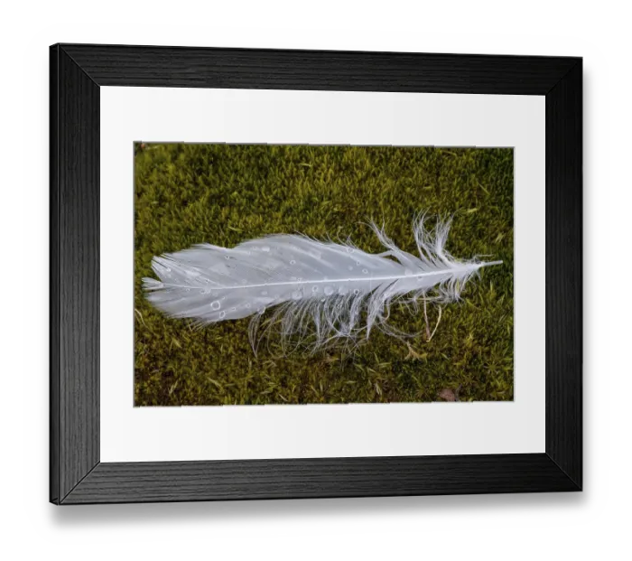 Framed Print : Dew drops on a white bird feather in the moss