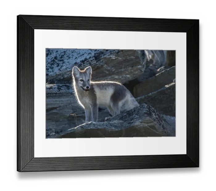 Framed Print : Arctic fox (Vulpes lagopus) with meat in its mouth