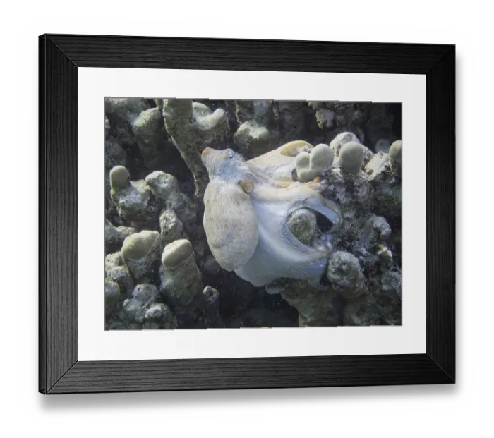 Framed Print : Reef Octopus (Octopus cyaneus) Framed Print : Reef Octopus (Octopus cyaneus)