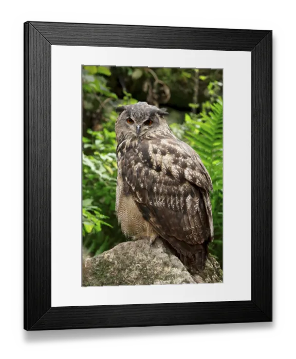 Framed Print : Eurasian Eagle Owl (Bubo bubo)
