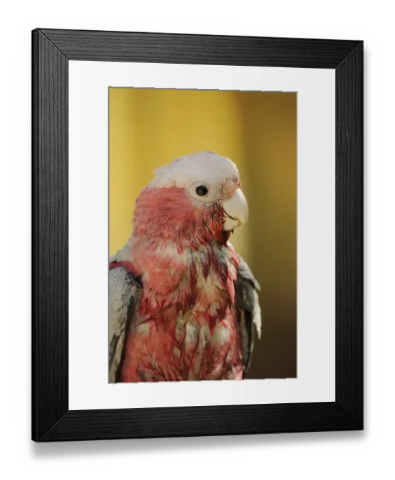 Framed Print : Galah (Eolophus roseicapilla) (Cacatua roseicapilla)