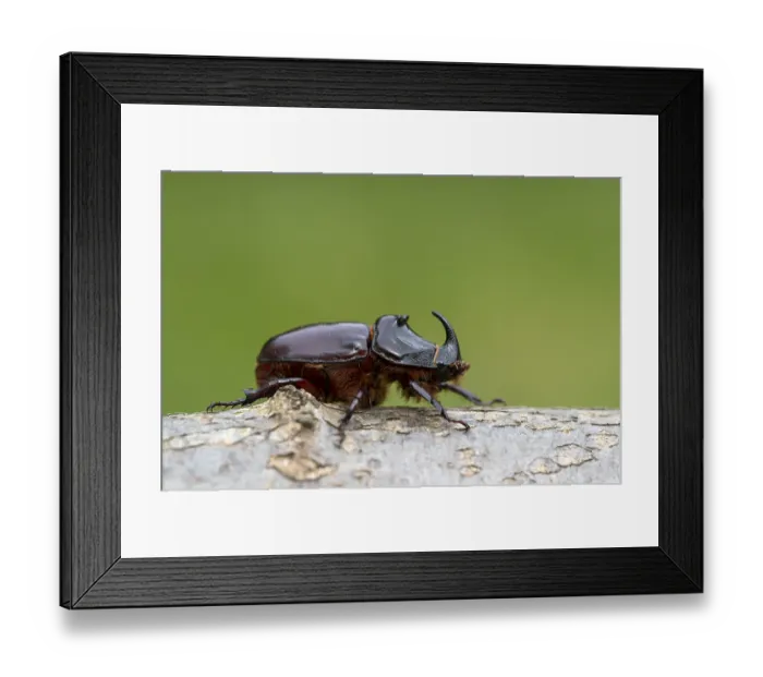 Framed Print : Rhinoceros beetle (Oryctes nasicornis)