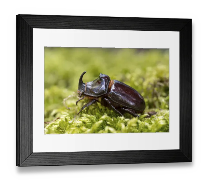 Framed Print : Rhinoceros beetle (Oryctes nasicornis) Framed Print : Rhinoceros beetle (Oryctes nasicornis)
