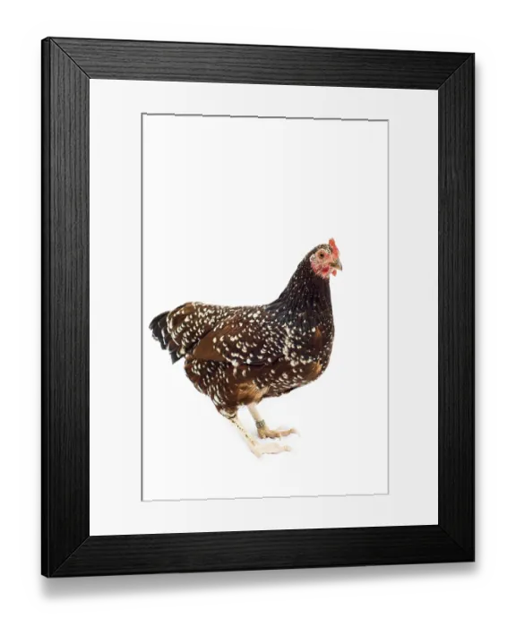 Framed Print : Sussex chicken breed