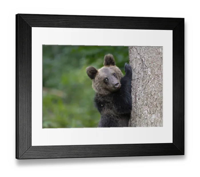 Framed Print : European brown bear or Eurasian brown bear (Ursus arctos arctos) Framed Print : European brown bear or Eurasian brown bear (Ursus arctos arctos)
