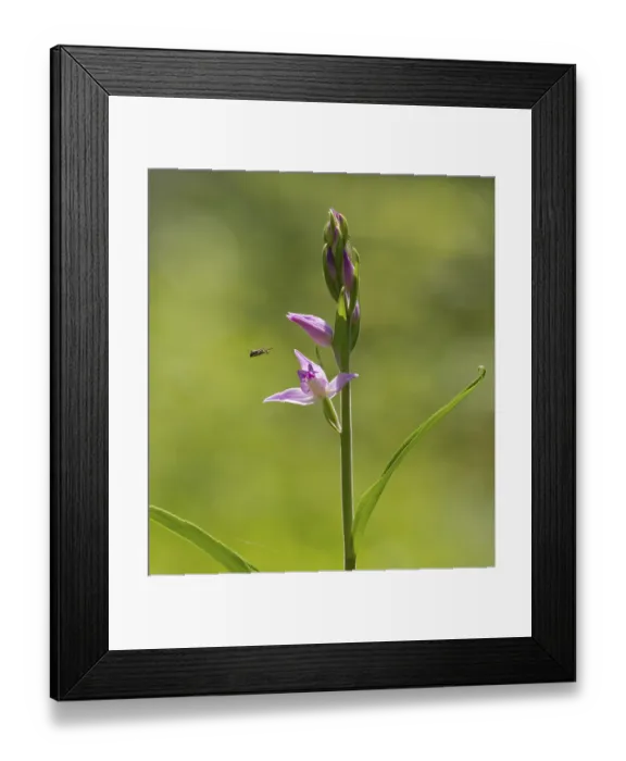 Framed Print : Red Helleborine (Cephalanthera rubra) Framed Print : Red Helleborine (Cephalanthera rubra)