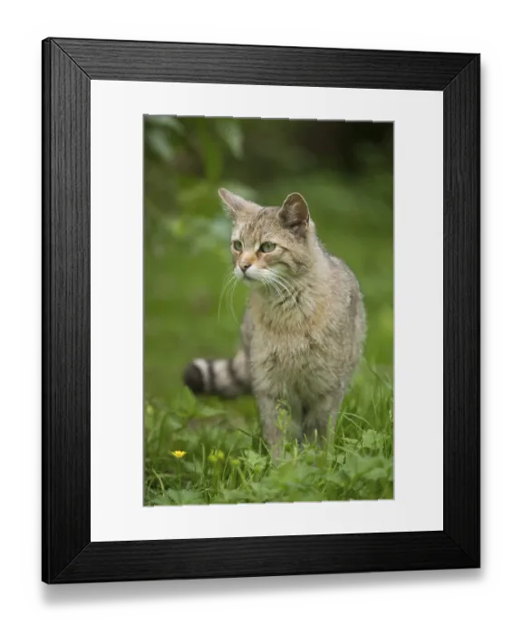 Framed Print : European wildcat (Felis silvestris) standing in a meadow Framed Print : European wildcat (Felis silvestris) standing in a meadow