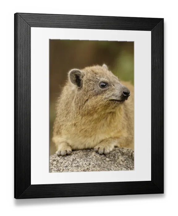 Framed Print : Cape Hyrax or Rock Hyrax, (Procavia capensis)