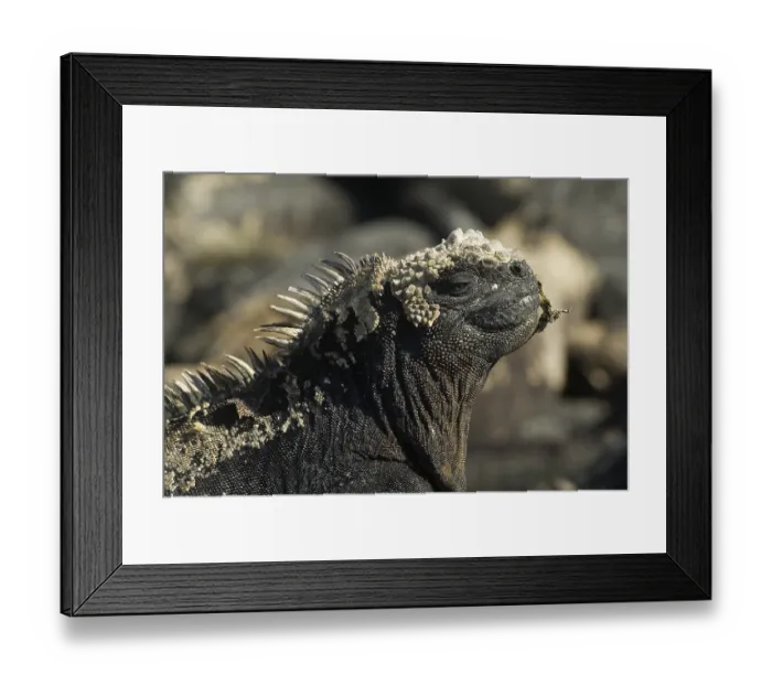 Framed Print : Marine Iguana (Amblyrhynchus cristatus)