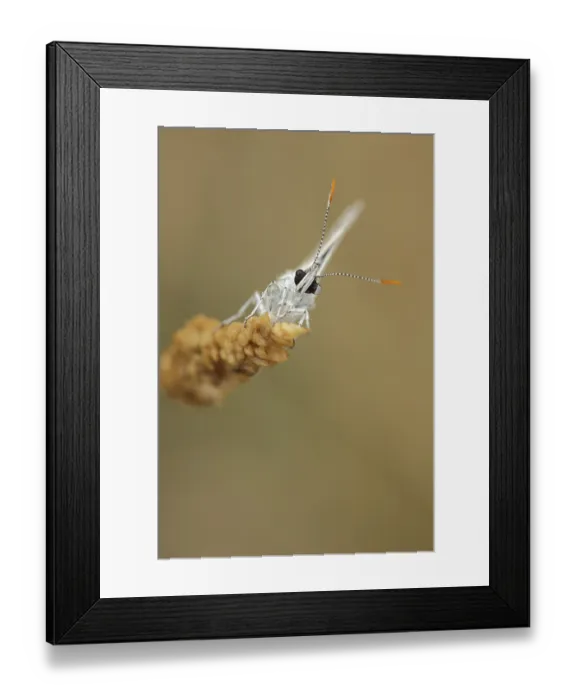 Framed Print : Adonis blue (Polyommatus bellargus) on a blade of grass in frontal perspective