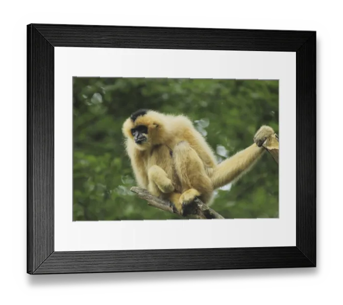 Framed Print : Northern white-cheeked gibbon (Hylobates leucogenys)