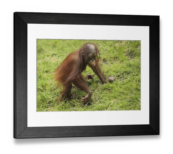 Framed Print : Bornean orangutan (Pongo pygmaeus)
