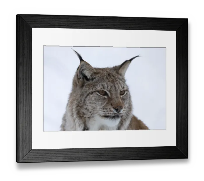Framed Print : Lynxes (Lynx) (C) in Polar Park in winter