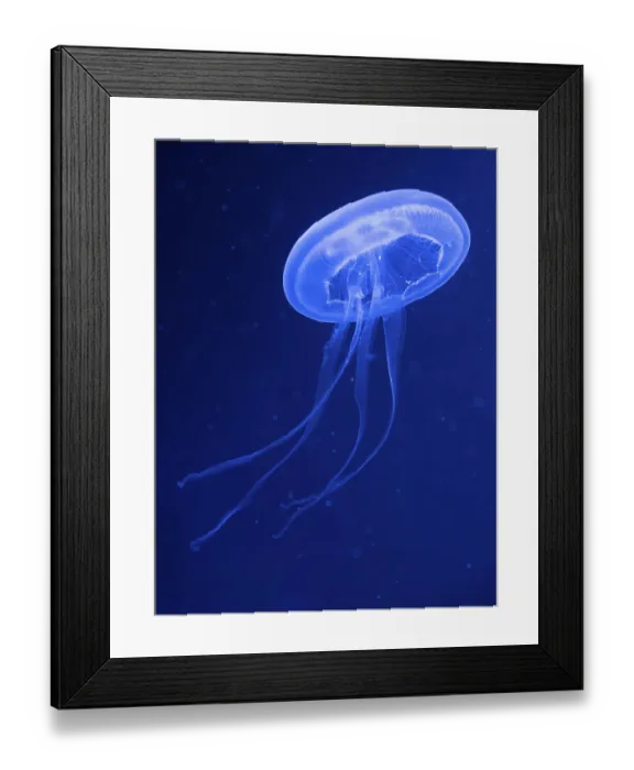 Framed Print : Common jellyfishes (Aurelia aurita) Framed Print : Common jellyfishes (Aurelia aurita)
