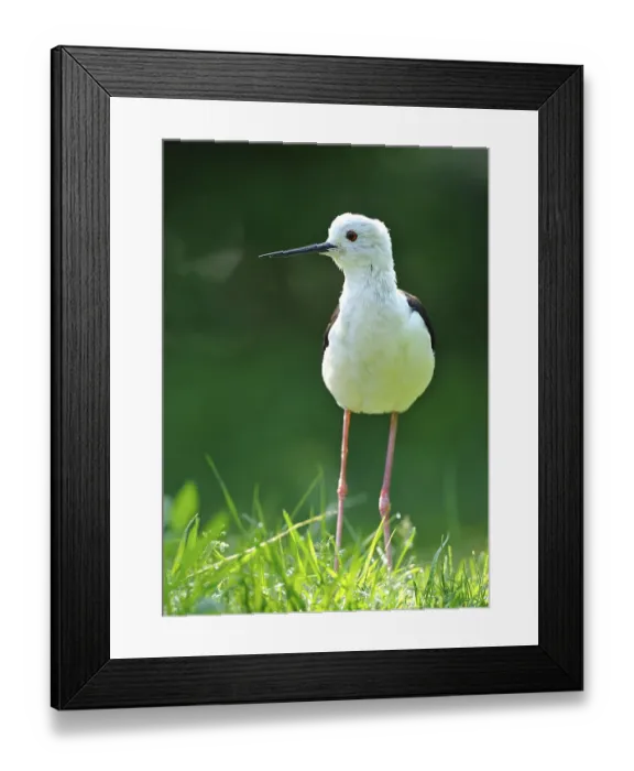 Framed Print : Black-winged Stilt (Himantopus himantopus) Framed Print : Black-winged Stilt (Himantopus himantopus)