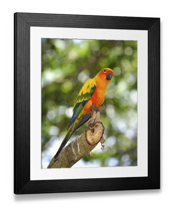 Framed Print : Sun Parakeet, Sun Conure (Aratinga solstitialis)