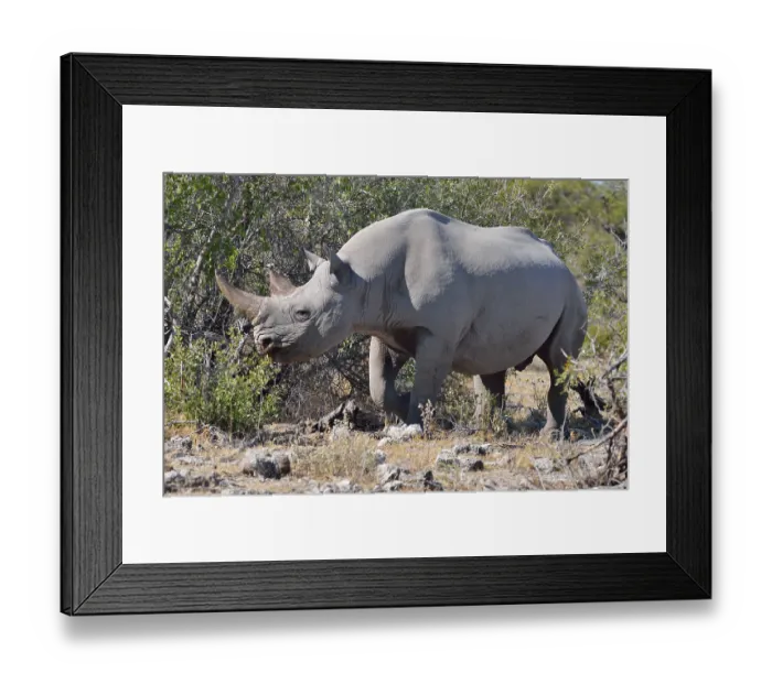 Framed Print : Black rhinoceros (Diceros bicornis) in bushland