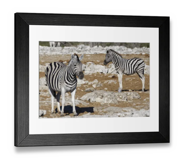 Framed Print : Burchells zebras (Equus quagga burchellii) Framed Print : Burchells zebras (Equus quagga burchellii)