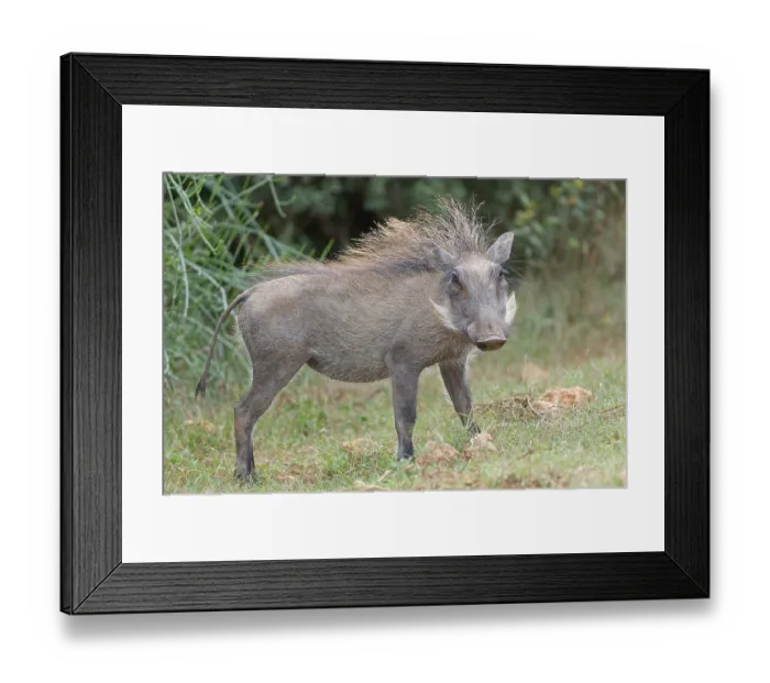 Framed Print : Common warthog (Phacochoerus africanus)