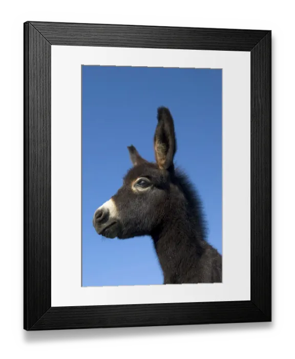 Framed Print : Young donkey