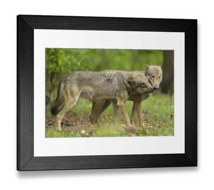 Framed Print : Wolf (Canis lupus), two Wolves, captive