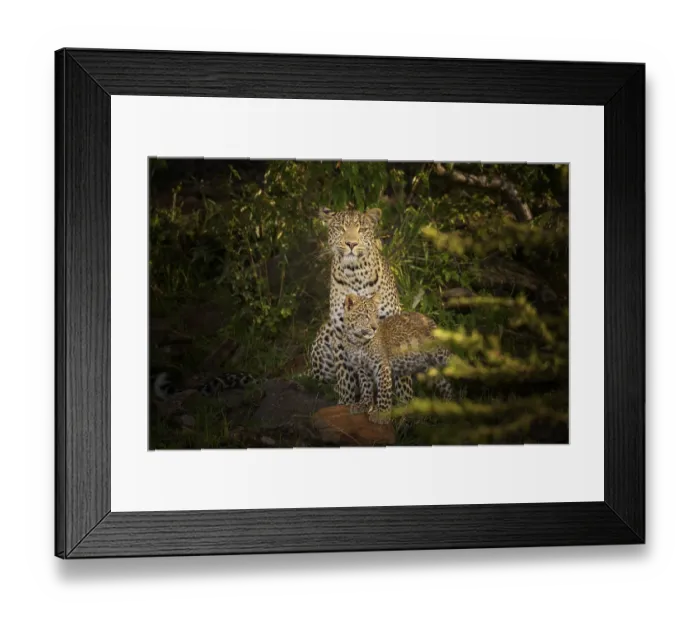 Framed Print : Leopard (Panthera pardus), mother with cub Framed Print : Leopard (Panthera pardus), mother with cub