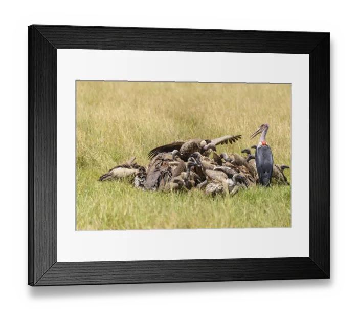 Framed Print : White backed vulture (Gyps africanus) Framed Print : White backed vulture (Gyps africanus)