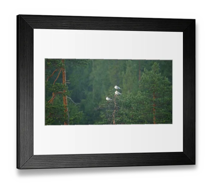 Framed Print : Black-headed Gulls (Chroicocephalus ridibundus)