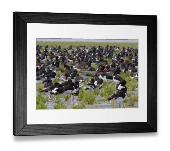 Framed Print : Eurasian oystercatcher (Haematopus ostralegus)