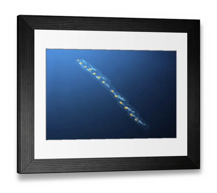 Framed Print : Urochordata (Tunicata), Thaliacea