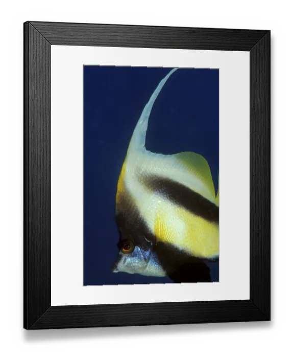 Framed Print : Red Sea bannerfish, Heniochus intermedius, Egypt