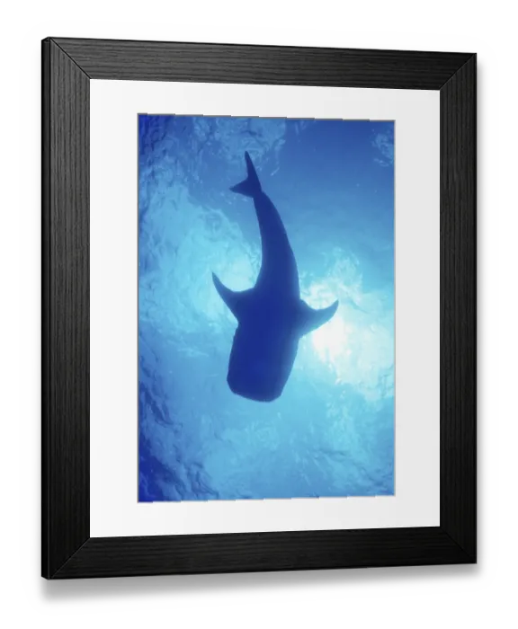 Framed Print : Whale Shark (Rhincodon typus), Australia, Oceania Framed Print : Whale Shark (Rhincodon typus), Australia, Oceania