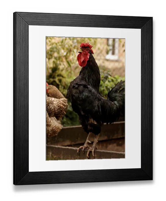 Framed Print : Crowing rooster (Gallus domesticus) Framed Print : Crowing rooster (Gallus domesticus)