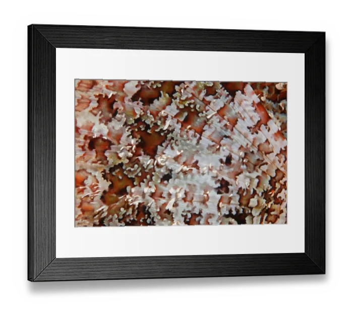 Framed Print : Pectoral fin, Bearded Scorpionfish
