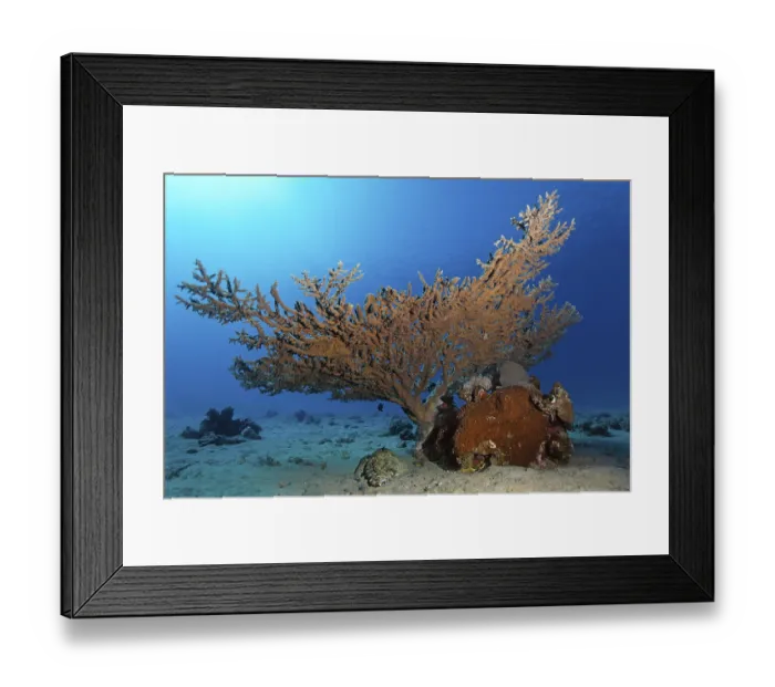 Framed Print : Tentacled flathead or Crocodilefish (Papilloculiceps longiceps) under table coral (Agropora sp)