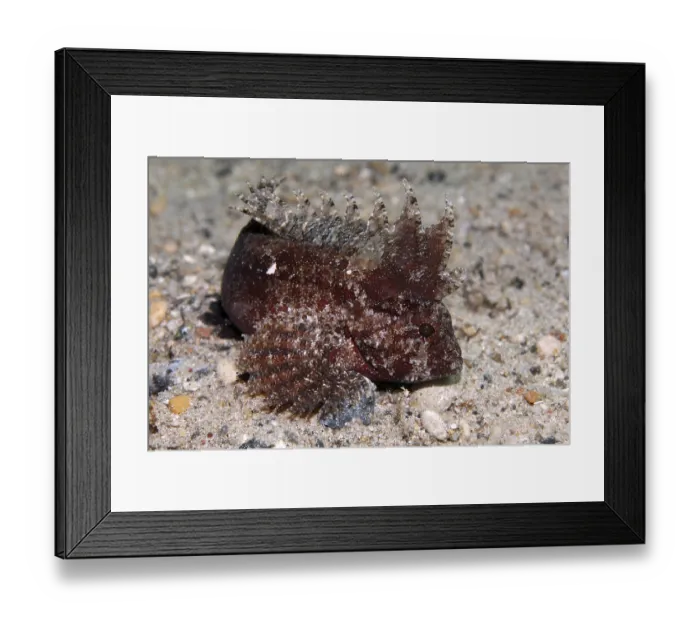 Framed Print : Wispy Waspfish (Paracentropogon longispinis) on sandy ground