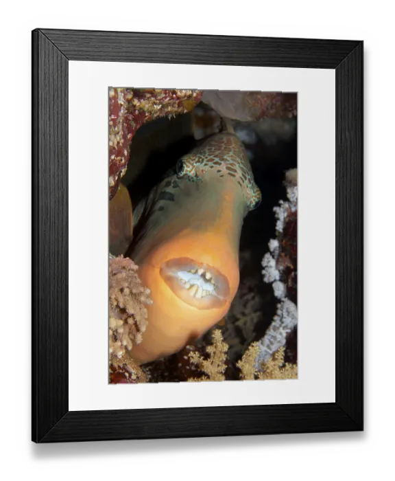 Framed Print : Yellowmargin triggerfish (Pseudobalistes flavimarginatus) from front