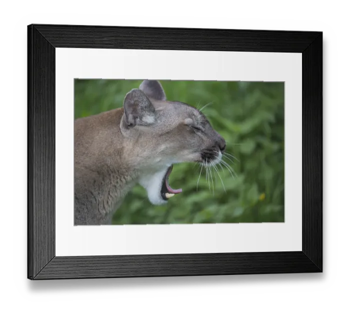 Framed Print : One male cougar, Puma concolor Framed Print : One male cougar, Puma concolor