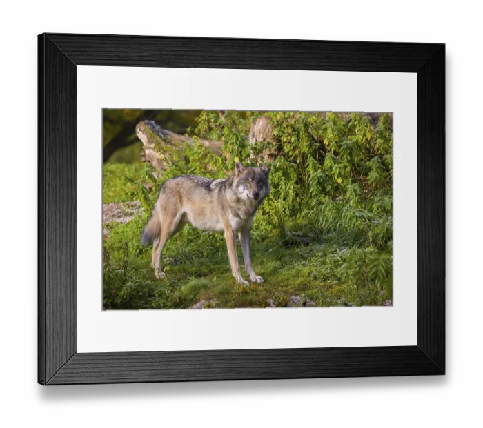 Framed Print : A eurasian gray wolf (Canis lupus lupus) stretches out on a meadow on a hill Framed Print : A eurasian gray wolf (Canis lupus lupus) stretches out on a meadow on a hill