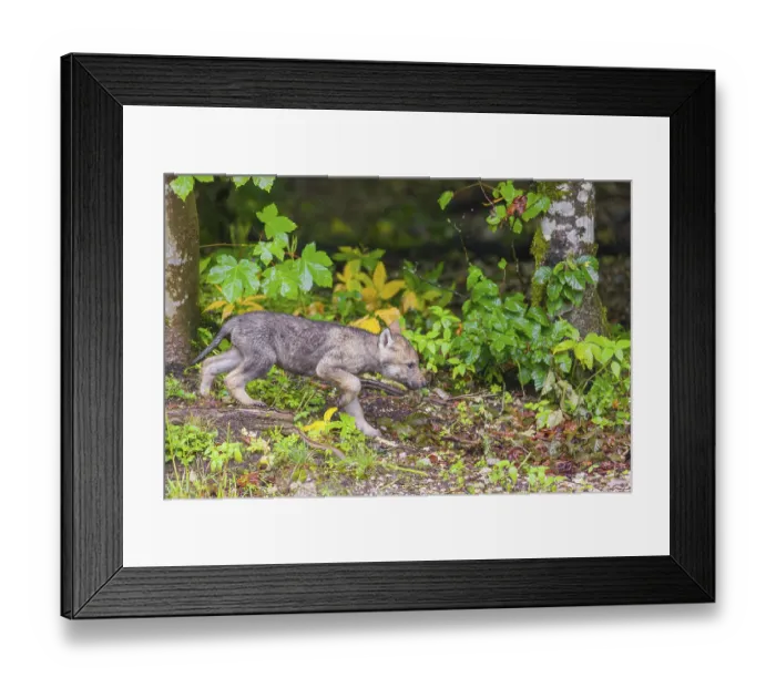 Framed Print : A gray wolf pup (Canis lupus lupus) runs along the edge of a forest on a rainy day Framed Print : A gray wolf pup (Canis lupus lupus) runs along the edge of a forest on a rainy day